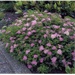 Cununița - Spirea japonica ‘Crispa’