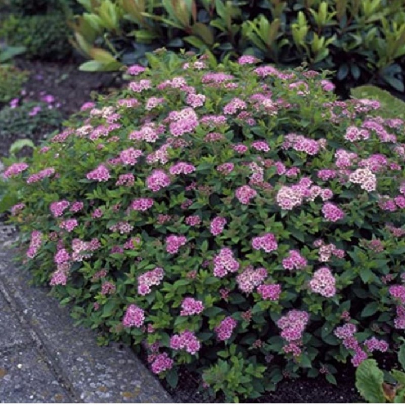 Cununița - Spirea japonica ‘Crispa’