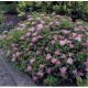 Cununița - Spirea japonica ‘Crispa’