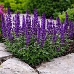 Salvia nemorosa ‘Marvel Dark Blue’ - Salvie ornamentală