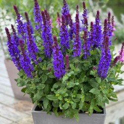 Salvia nemorosa ‘Marvel Dark Blue’ - Salvie ornamentală