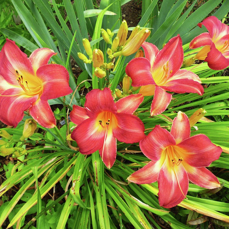 Hemerocallis Cherry Cheeks