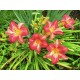 Hemerocallis Cherry Cheeks