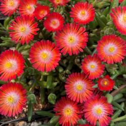 Delosperma „Jewel of Desert Grenade”  - Floare de cristal