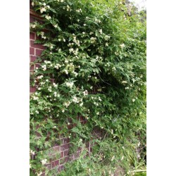 Iasomie cățărătoare - Jasminum officinale ‘Devon Cream’ 