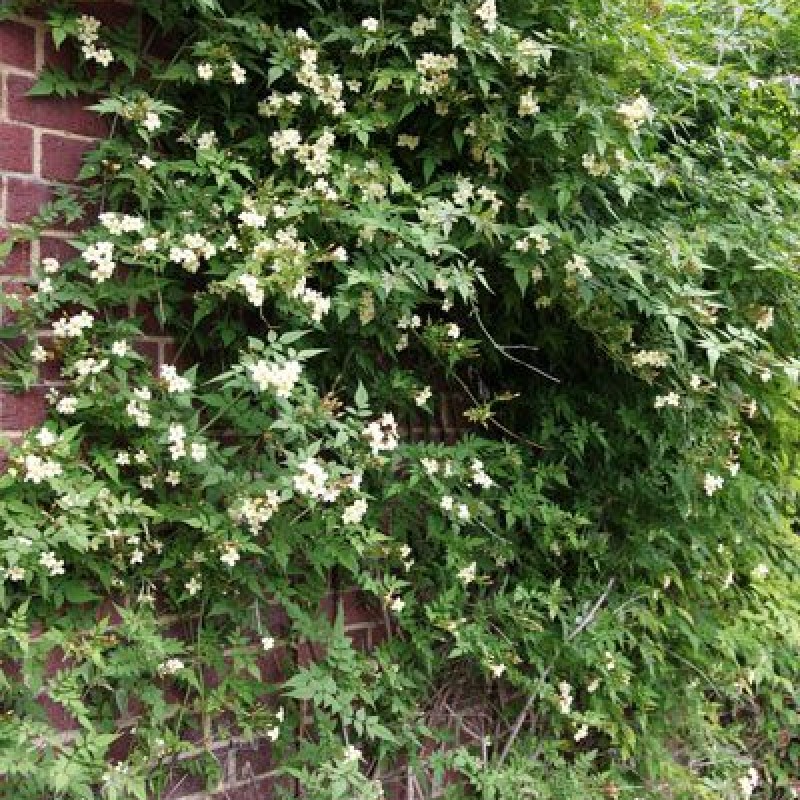 Iasomie cățărătoare - Jasminum officinale ‘Devon Cream’ 