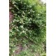 Iasomie cățărătoare - Jasminum officinale ‘Devon Cream’ 