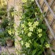 Iasomie cățărătoare - Jasminum officinale ‘Devon Cream’ 