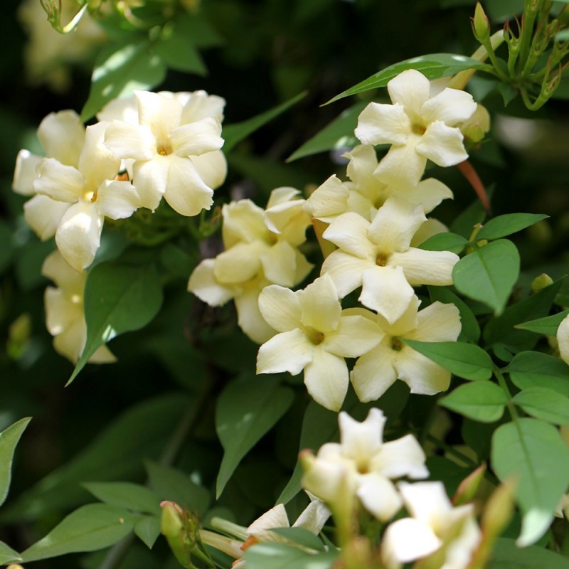 Iasomie cățărătoare - Jasminum officinale ‘Devon Cream’ 