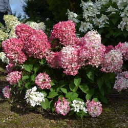Hortensie Paniculata - Hydrangea paniculata ‘Pink Diamond’ 