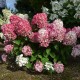 Hortensie Paniculata - Hydrangea paniculata ‘Pink Diamond’ 