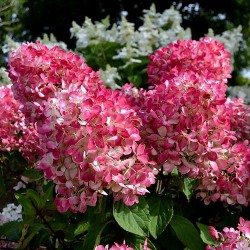 Hortensie Paniculata - Hydrangea paniculata ‘Pink Diamond’ 