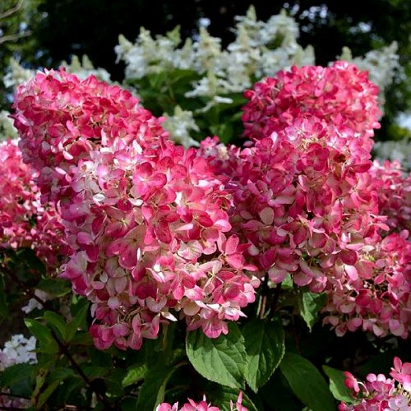 Hortensie Paniculata - Hydrangea paniculata ‘Pink Diamond’ 
