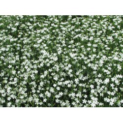 Dianthus deltoides ‘Albus’  - Garofițe Albe