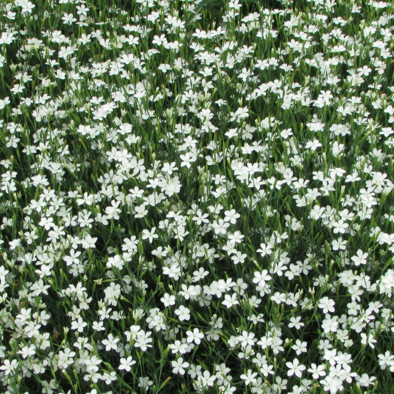 Dianthus deltoides ‘Albus’  - Garofițe Albe