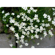 Dianthus deltoides ‘Albus’  - Garofițe Albe