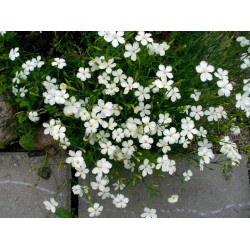 Dianthus deltoides ‘Albus’  - Garofițe Albe