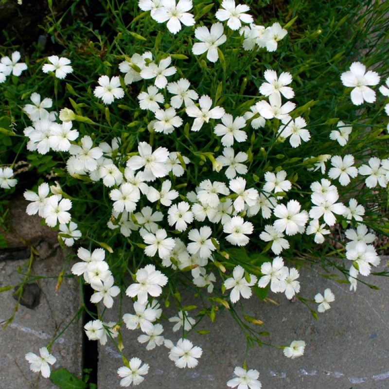 Dianthus deltoides ‘Albus’  - Garofițe Albe