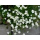 Dianthus deltoides ‘Albus’  - Garofițe Albe