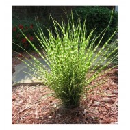 Anthernis hybrida Dwarf Form