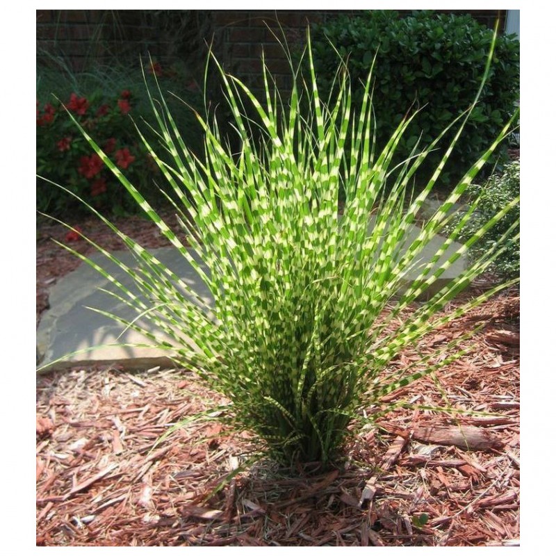 Anthernis hybrida Dwarf Form