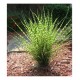Anthernis hybrida Dwarf Form