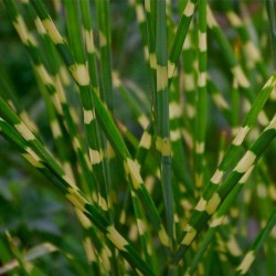 Anthernis hybrida Dwarf Form