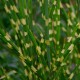 Anthernis hybrida Dwarf Form