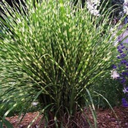Miscanthus sinensis 'Strictus Dwarf'