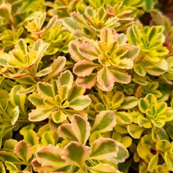 Sedum kamtschaticum ‘The Edge’