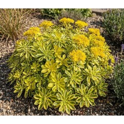 Sedum kamtschaticum ‘The Edge’