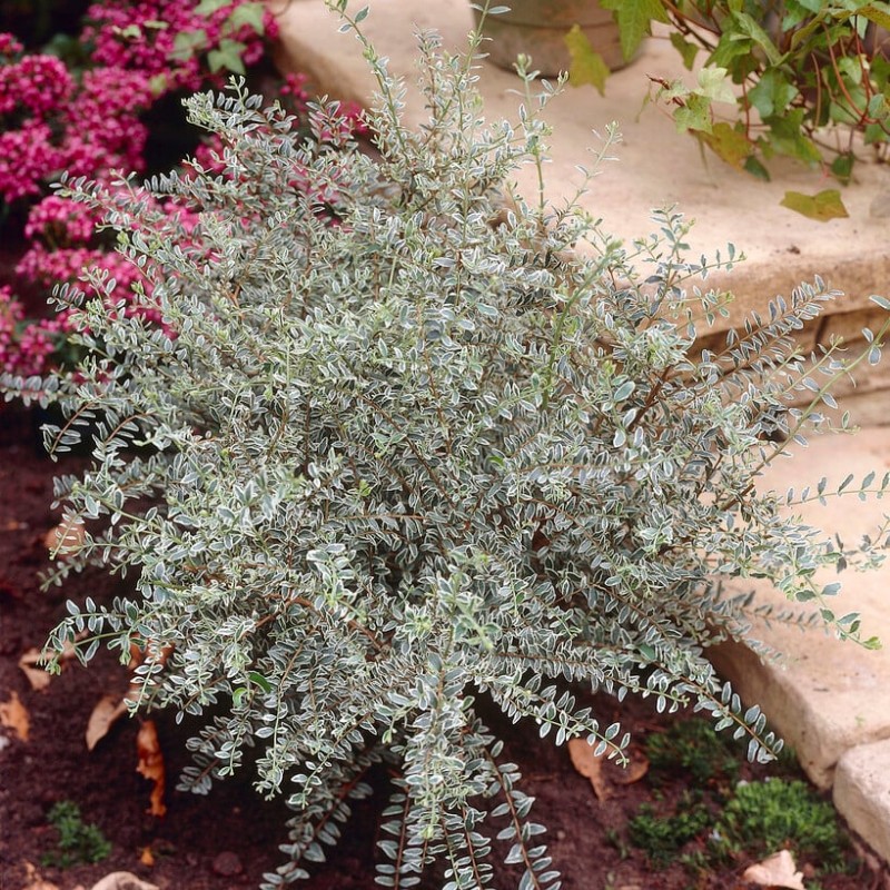 Lonicera nitida ‘Silver Beauty’ 