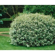 Elaeagnus ebbingei ‘Compacta’