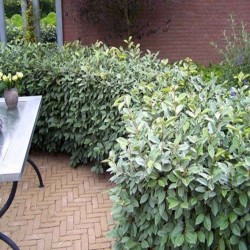 Elaeagnus ebbingei ‘Compacta’