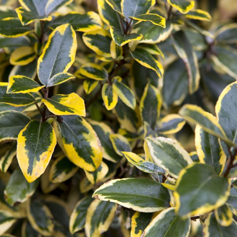 Elaeagnus × ebbingei ‘Gilt Edge’