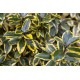 Elaeagnus × ebbingei ‘Gilt Edge’