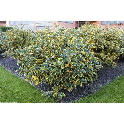 Elaeagnus × ebbingei ‘Gilt Edge’