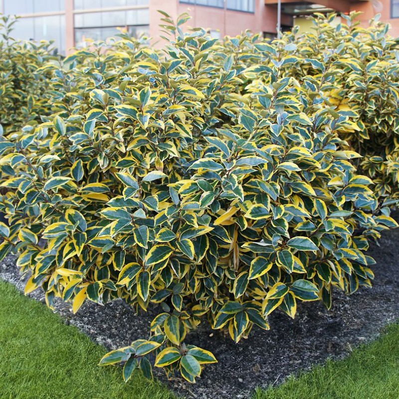 Elaeagnus × ebbingei ‘Gilt Edge’