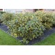 Elaeagnus × ebbingei ‘Gilt Edge’