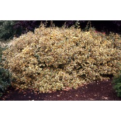 Elaeagnus × ebbingei ‘Gilt Edge’