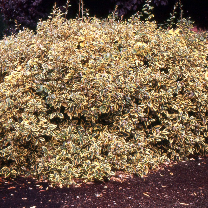 Elaeagnus × ebbingei ‘Gilt Edge’