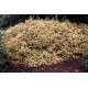 Elaeagnus × ebbingei ‘Gilt Edge’