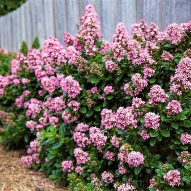 Escallonia 'Apple Blossom'