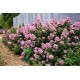 Escallonia 'Apple Blossom'