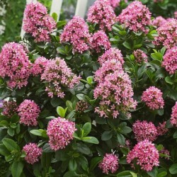 Escallonia 'Apple Blossom'