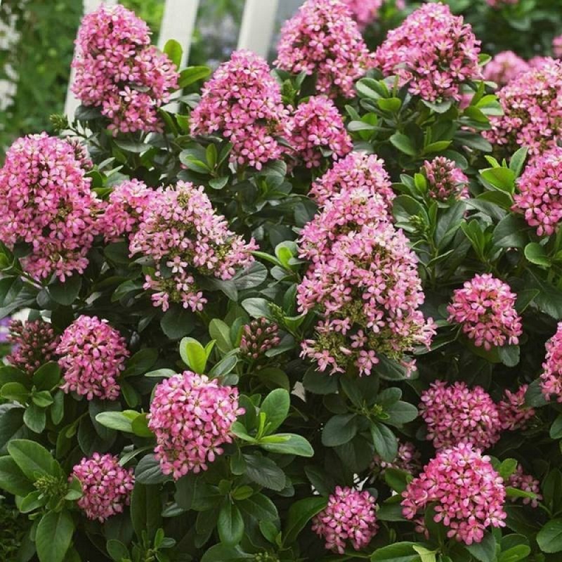 Escallonia 'Apple Blossom'