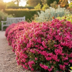 Escallonia ‘Red Dream’