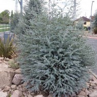 Eucalyptus gunnii ‘Azura’