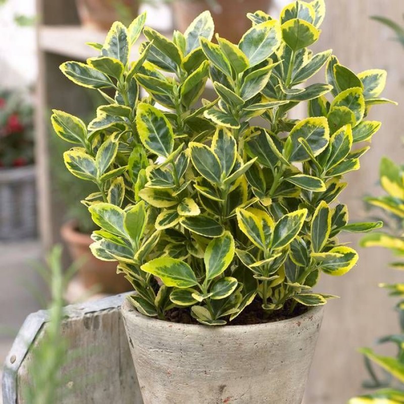 Euonymus japonicus ‘Aureomarginatus’