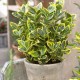 Euonymus japonicus ‘Aureomarginatus’